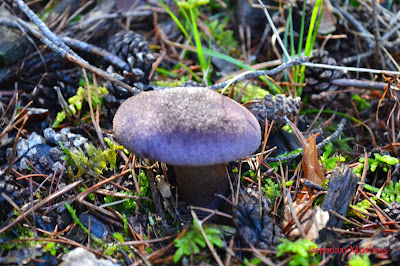 Foto de Cortinarius Púrpura -Espadasymuslitos