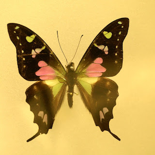 Graphium weiskei