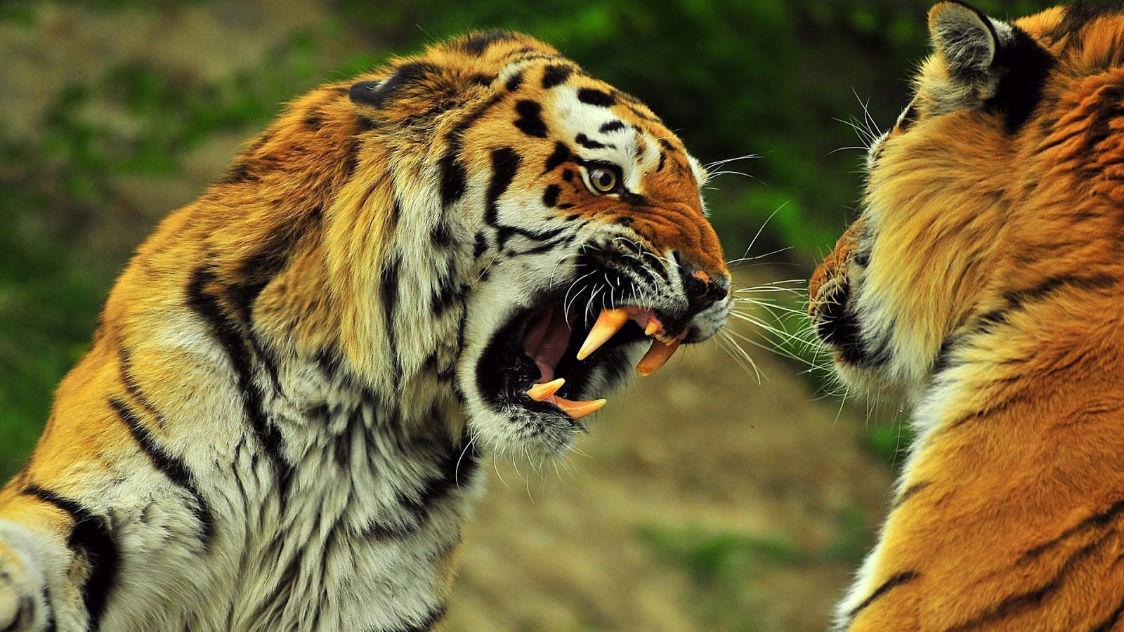 Gambar Harimau Lengkap Kumpulan Gambar Lengkap Gambar Harimau Lengkap Kumpulan Gambar Lengkap