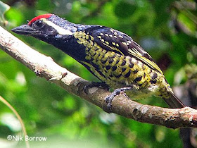 Yellow spotted Barbet