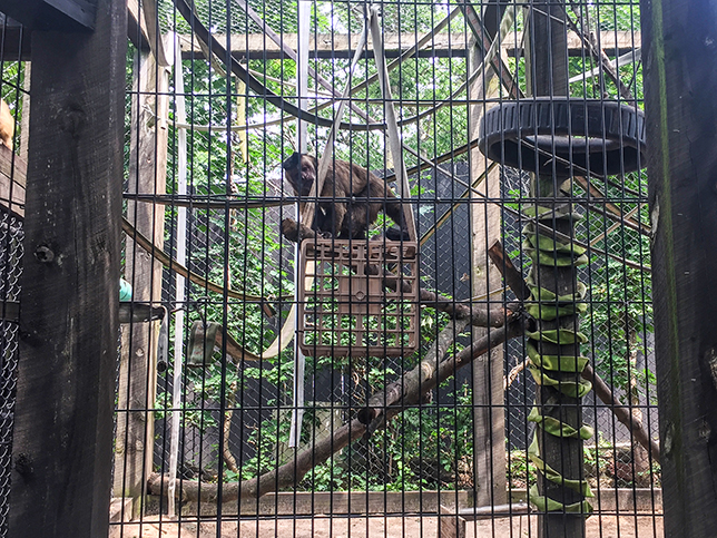 Capuchin Moneys at Ochsner Park Zoo in Baraboo WI