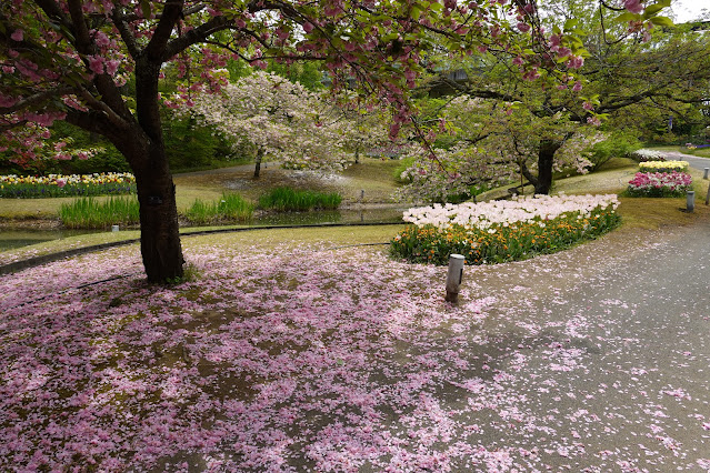 鳥取県西伯郡南部町鶴田 とっとり花回廊 花の谷 八重桜