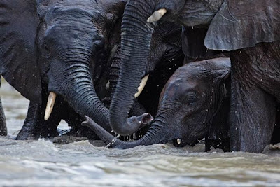 Kenya's Baby Elephant Orphanage Seen On www.dil-ki-dunya.tk