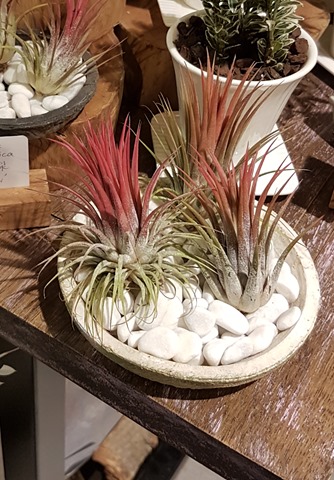 air plant