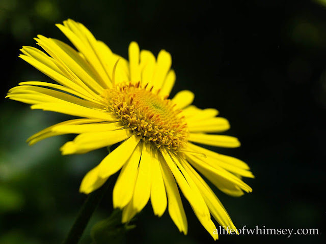 yellow daisy