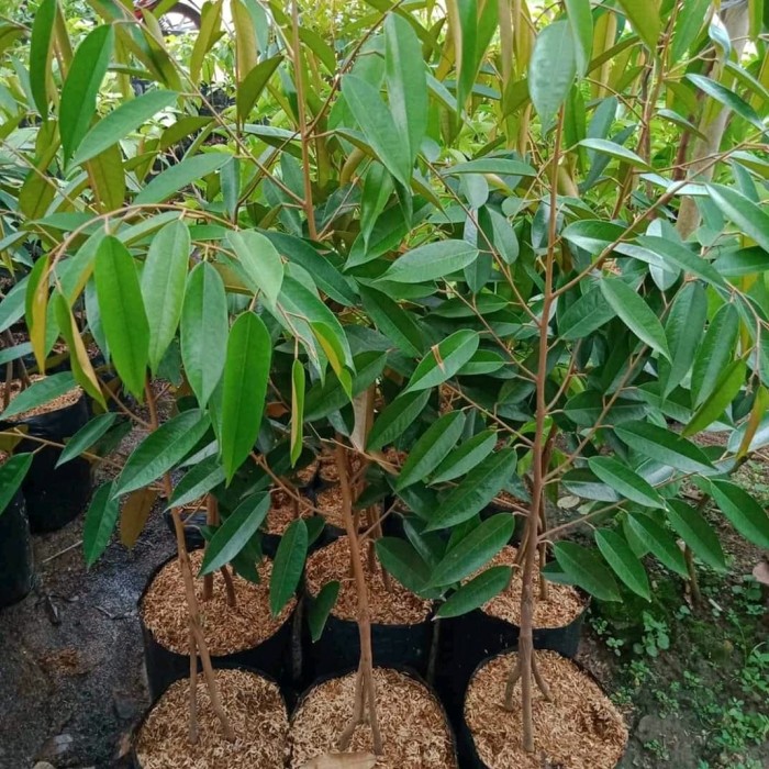 durian duri hitam di medan