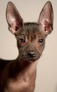 Amazing Pictures of Animals, Photo, Nature, Incredibel, Funny, Zoo, Dog, Mexican Hairless Dog, Xoloitzcuintle, Mammals, Alex (10)