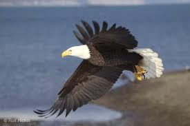 eagle flying