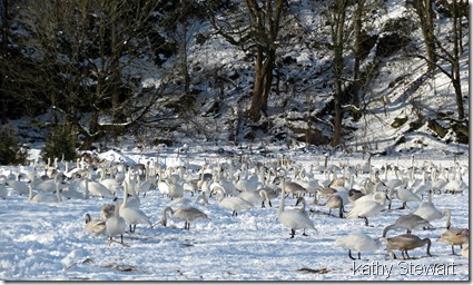 Can you say Swan?