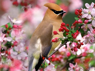 Cedar Waxwing Desktop Background