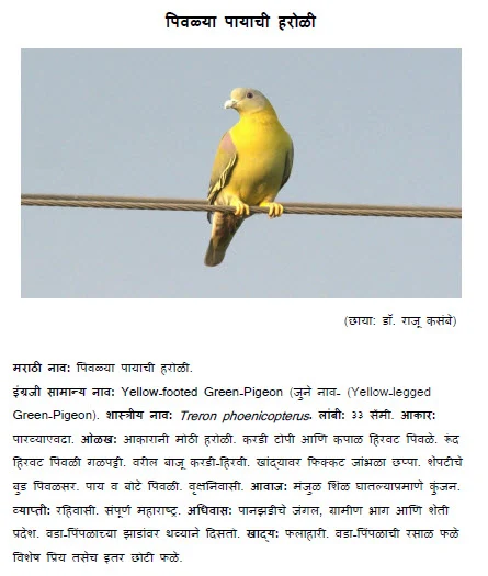 yellow footed pogeon pivalya payachi haroli bird information in marathi