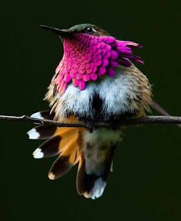 Indahnya Foto Burung Kolibri Berwarna