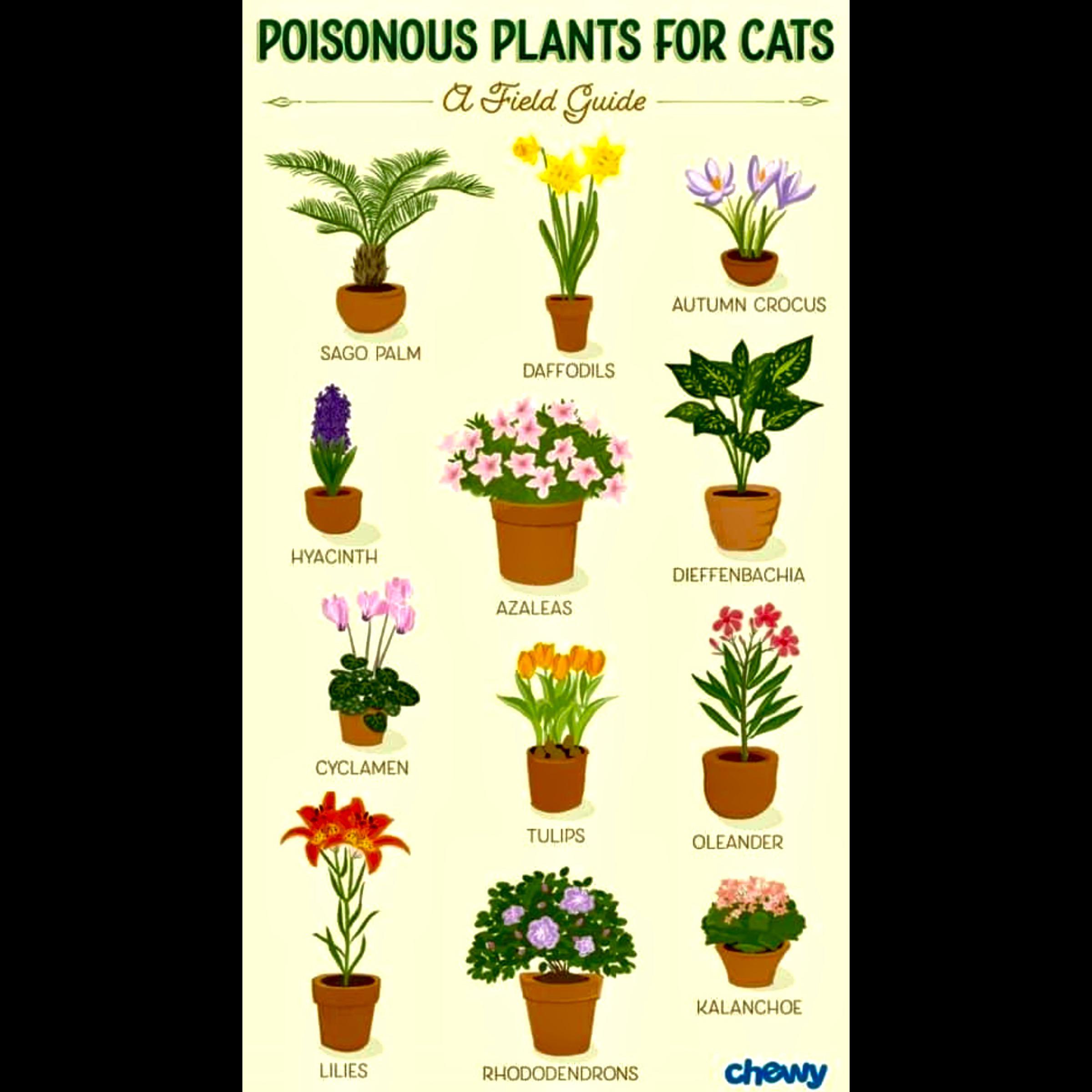 Poison plant. Poisonous Plants for Cats. Poisonous Plants Israel.