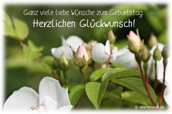 alles gute zum geburtstag hase