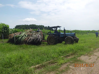 pasto, semilla, produccion, comercializacion, carne, bovina