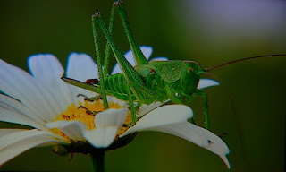 Insekten, insekte, insektet, intsektuak, insekti, Насекоми, insekter, insects, Putukad, Hyönteiset, insectes, έντομα, serangga, feithidí, skordýr, insetti, 