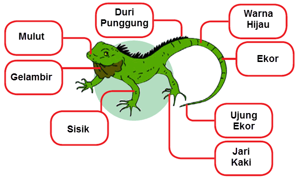 Pembelajaran 3 Tema 6  Subtema 2 Organ Manusia dan  Hewan 