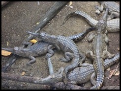Australia, Kuranda Animal Park (1)