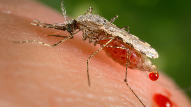 Anopheles stephensi is an invasive mosquito in Africa that threatens to cause malaria outbreaks in urban areas.  PUBLIC HEALTH IMAGE LIBRARY OF THE CDC