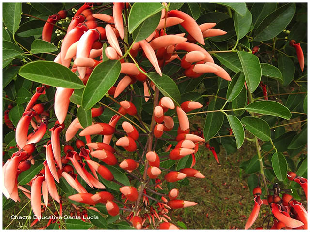 Pimpollo flores de Ceibo -Chacra Educativa Santa Lucía