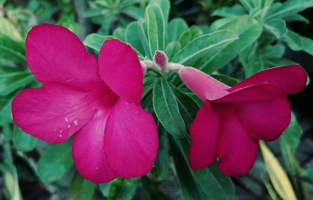 Cara Mengenali Dan Pengendalian Penyakit Pada Bunga Adenium