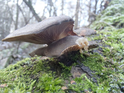 grzyby 2017, grzyby zimowe, grzyby w styczniu, grzyby nadrzewne, grzyby w Lasku Wolskim, noworoczny spacer, Uszak bzowy Auricularia auricula-judae, Hypoxylon fragiforme drewniak szkarłatny, kisielnica-kedzierzawa-Exidia-plana, Panellus-serotinus-łycznik-późny