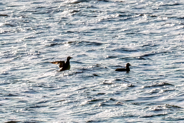 Velvet scoter