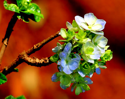 Flores e folhas com fundo laranja