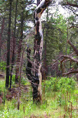 Burned cottonwood in Mason Gulch. Photo (c) Chas S. Clifton