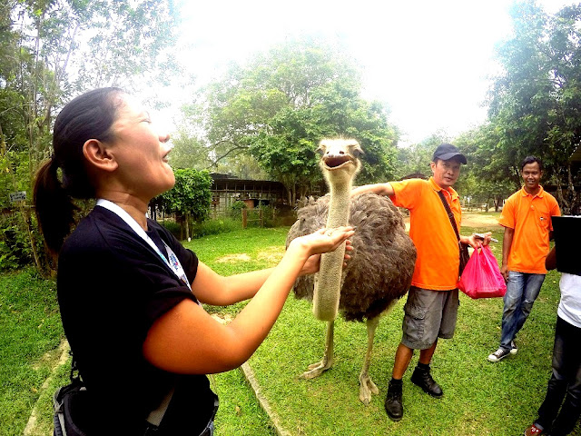 feeding ostrich