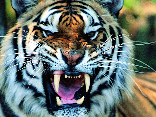 Tiger-Face-Long-Sharp-Teeth-HD-Animal-Wallpaper