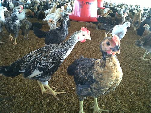 PANDUAN BUDIDAYA AYAM KAMPUNG Peternakan Perikanan