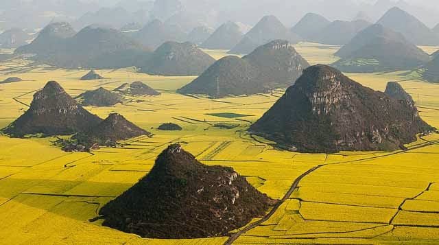 Mar de dorado de flores de canola en Luoping, China