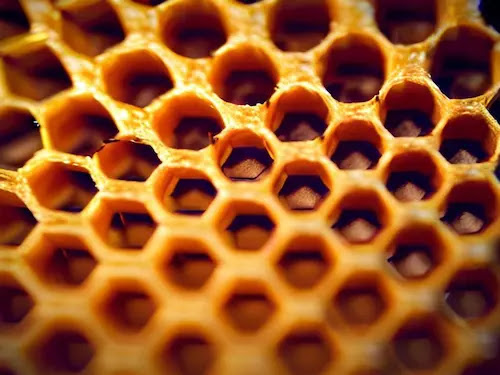 حياة النحل