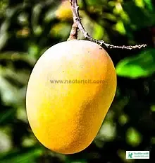 আমের ছবি ডাউনলোড - কাঁচা আমের পিকচার, পিক - mango pic - NeotericIT.com - Image no 4