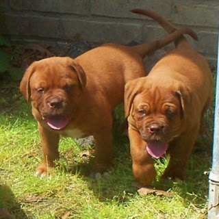 Dogues de Bordeaux Puppy Picture