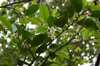 サカキ、屋久島の植物