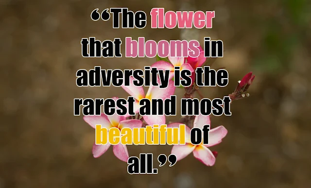 Quotes about flowers blooming