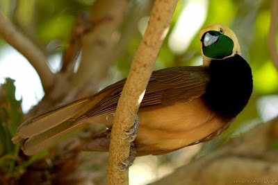 Birds of paradise Birds Pictures