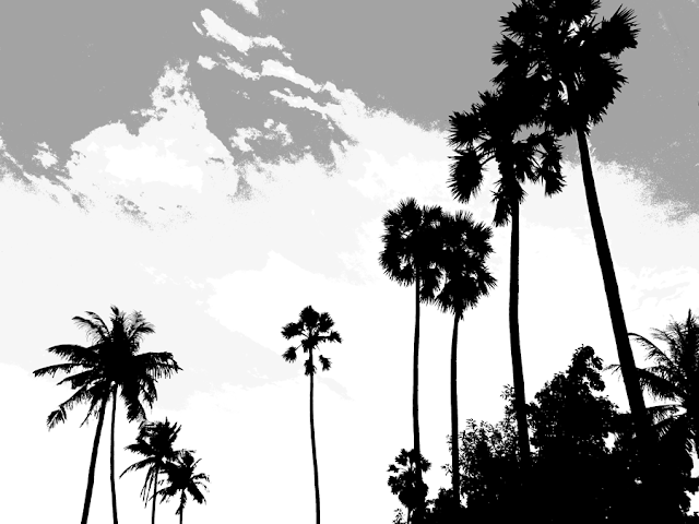 silhouette of palm trees in shades of grey