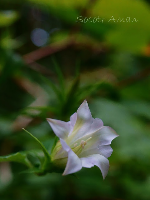 Tripterospermum japonicum