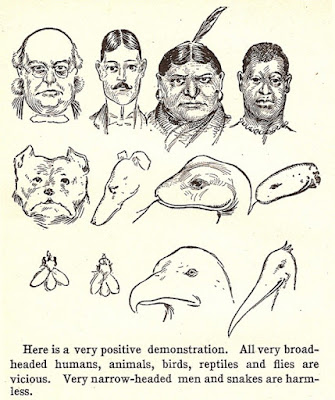 Drawing from an old phrenology book contrasting narrow and wide faces in humans and animals.