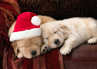 Christmas Puppies Wallpapers