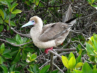 red footed booby