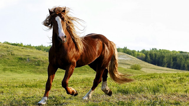 Super Beautiful Horse HD Wallpaper Free