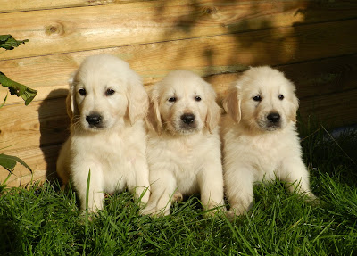 Golden Retriever Puppies by petsducky.com