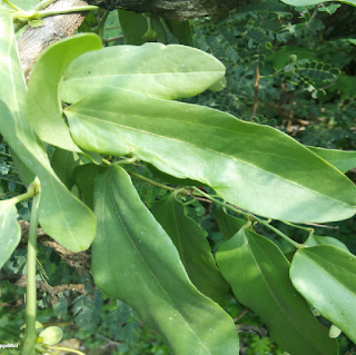 INDIEUM BIRTHWORT LEAVES - ஈச்சுர மூலி இலைகள்