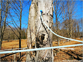 Maple Sugar Season en Massachusetts: Gould´s Sugar-House