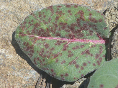 woody-fruited evening-primrose (Oenothera xylocarpa) leaf with typical blood-red spots