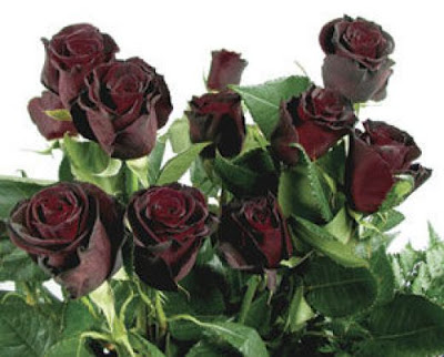 Black Roses